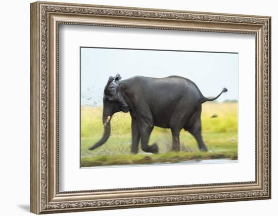 Elephant, Chobe Nat Pk, Botswana, Africa-Peter Adams-Framed Photographic Print