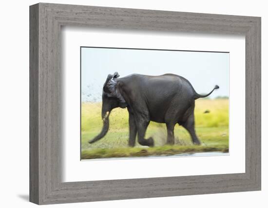 Elephant, Chobe Nat Pk, Botswana, Africa-Peter Adams-Framed Photographic Print