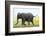Elephant, Chobe Nat Pk, Botswana, Africa-Peter Adams-Framed Photographic Print