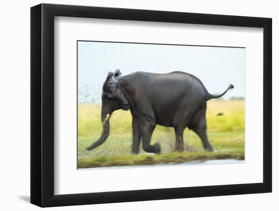 Elephant, Chobe Nat Pk, Botswana, Africa-Peter Adams-Framed Photographic Print