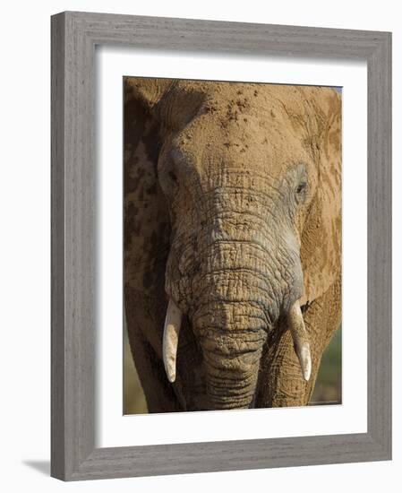 Elephant, Covered in Mud, Eastern Cape, South Africa-Steve & Ann Toon-Framed Photographic Print