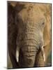 Elephant, Covered in Mud, Eastern Cape, South Africa-Steve & Ann Toon-Mounted Photographic Print