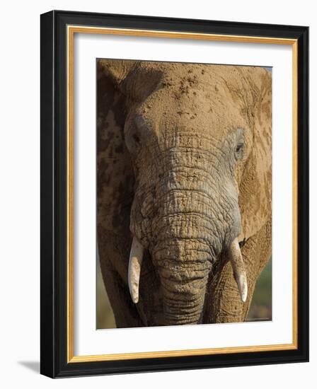 Elephant, Covered in Mud, Eastern Cape, South Africa-Steve & Ann Toon-Framed Photographic Print