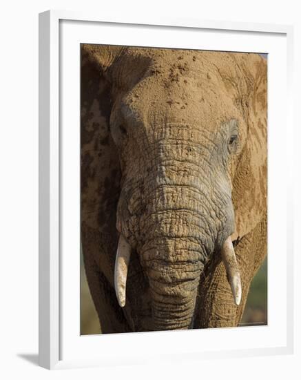 Elephant, Covered in Mud, Eastern Cape, South Africa-Steve & Ann Toon-Framed Photographic Print