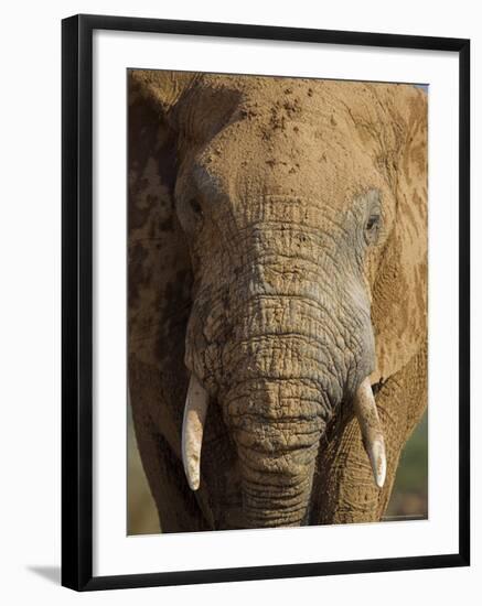 Elephant, Covered in Mud, Eastern Cape, South Africa-Steve & Ann Toon-Framed Photographic Print