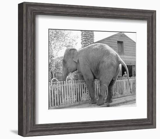 Elephant crossing Picket Fence-null-Framed Art Print