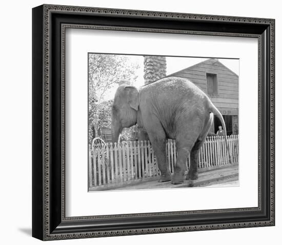 Elephant crossing Picket Fence-null-Framed Art Print