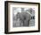 Elephant crossing Picket Fence-null-Framed Art Print