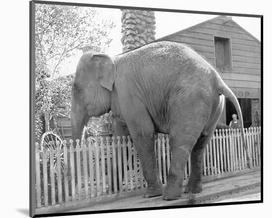 Elephant crossing Picket Fence-null-Mounted Art Print