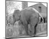 Elephant crossing Picket Fence-null-Mounted Art Print