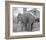 Elephant crossing Picket Fence-null-Framed Art Print