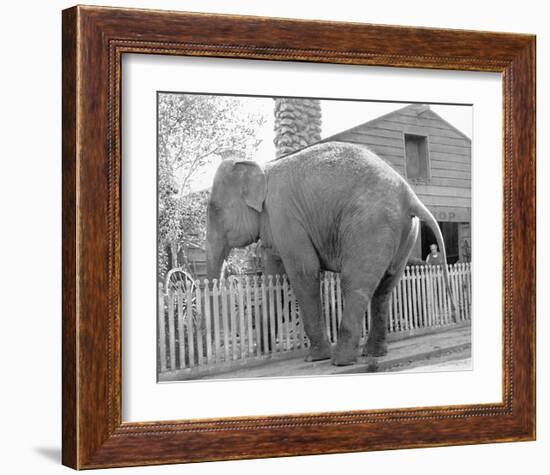 Elephant crossing Picket Fence-null-Framed Art Print