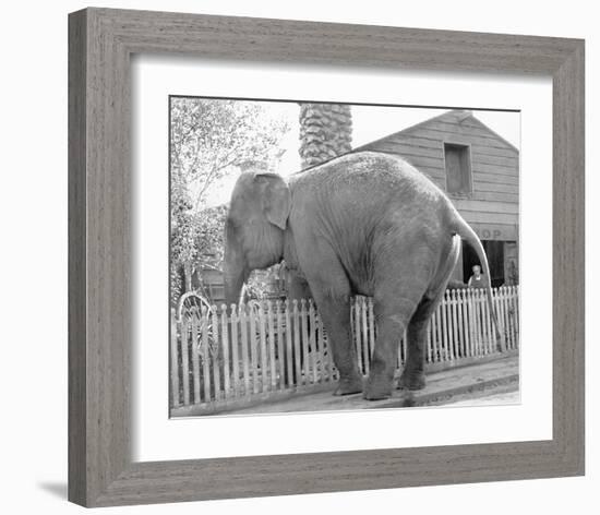 Elephant crossing Picket Fence-null-Framed Art Print