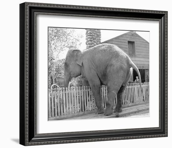 Elephant crossing Picket Fence-null-Framed Art Print