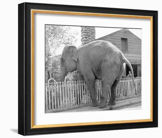 Elephant crossing Picket Fence-null-Framed Art Print