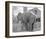 Elephant crossing Picket Fence-null-Framed Art Print