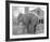 Elephant crossing Picket Fence-null-Framed Art Print