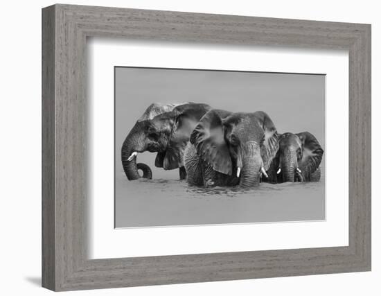 Elephant Crossing The River-Jun Zuo-Framed Photographic Print