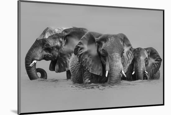 Elephant Crossing The River-Jun Zuo-Mounted Photographic Print