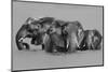 Elephant Crossing The River-Jun Zuo-Mounted Photographic Print