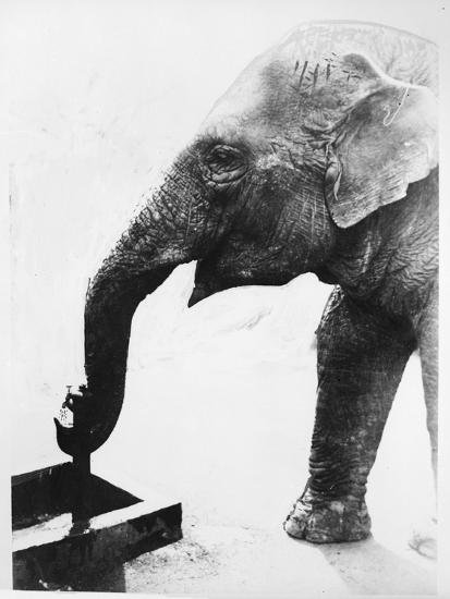 Photographic Print, , large