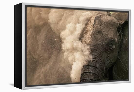 Elephant Dust Bathing-Martin Harvey-Framed Premier Image Canvas