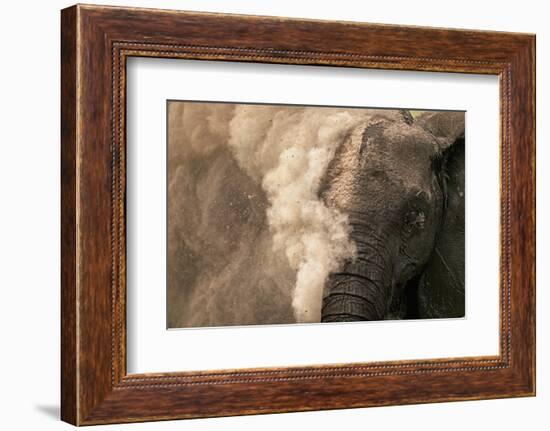 Elephant Dust Bathing-Martin Harvey-Framed Photographic Print