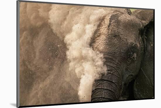 Elephant Dust Bathing-Martin Harvey-Mounted Photographic Print