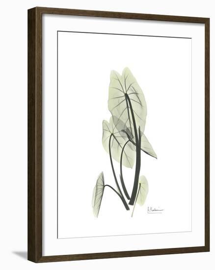 Elephant Ear Portrait-Albert Koetsier-Framed Art Print