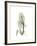 Elephant Ear Portrait-Albert Koetsier-Framed Art Print