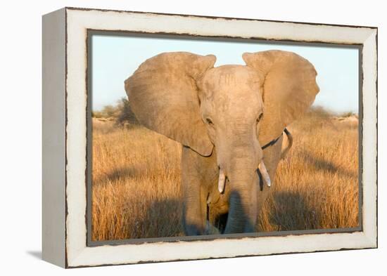 Elephant Ears-Howard Ruby-Framed Premier Image Canvas