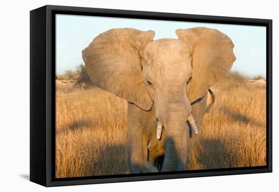 Elephant Ears-Howard Ruby-Framed Premier Image Canvas