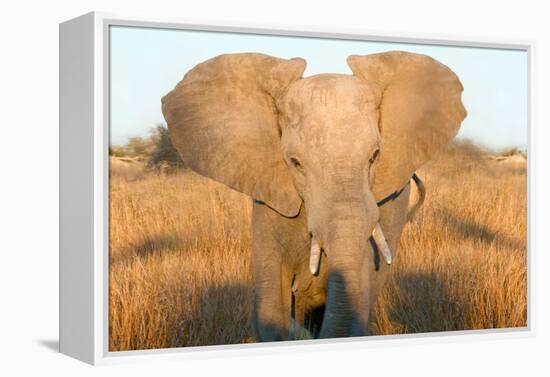 Elephant Ears-Howard Ruby-Framed Premier Image Canvas