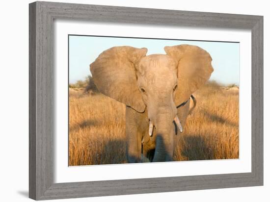 Elephant Ears-Howard Ruby-Framed Photographic Print