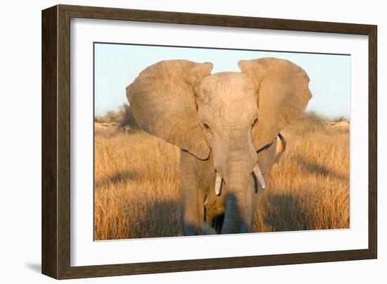 Elephant Ears-Howard Ruby-Framed Photographic Print