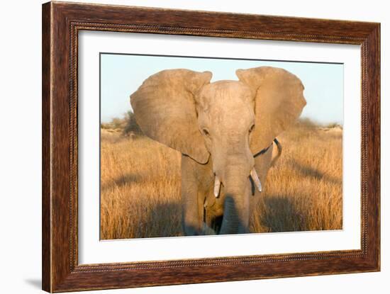 Elephant Ears-Howard Ruby-Framed Photographic Print