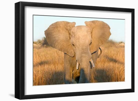 Elephant Ears-Howard Ruby-Framed Photographic Print