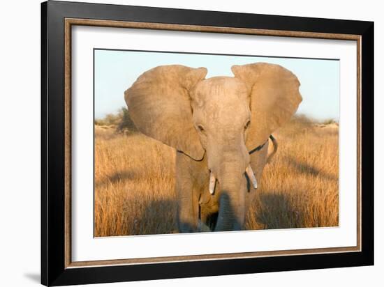 Elephant Ears-Howard Ruby-Framed Photographic Print