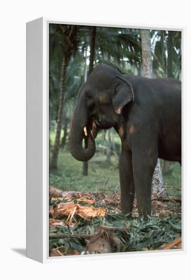 Elephant eating in Sri Lanka. Artist: CM Dixon Artist: Unknown-CM Dixon-Framed Premier Image Canvas