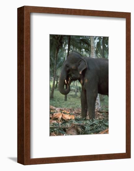 Elephant eating in Sri Lanka. Artist: CM Dixon Artist: Unknown-CM Dixon-Framed Photographic Print