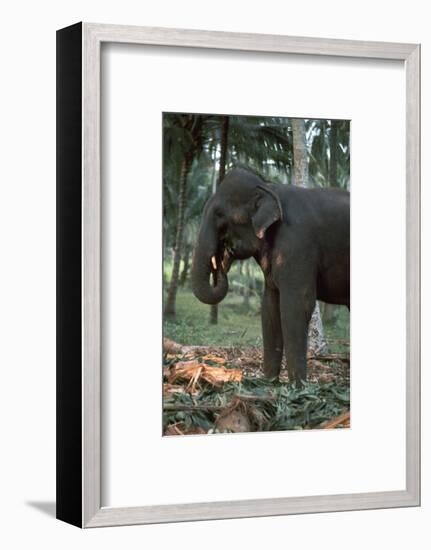 Elephant eating in Sri Lanka. Artist: CM Dixon Artist: Unknown-CM Dixon-Framed Photographic Print