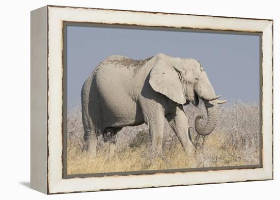 Elephant eats acacia bushes in Etosha National Park.-Brenda Tharp-Framed Premier Image Canvas