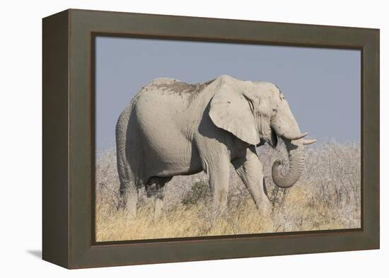 Elephant eats acacia bushes in Etosha National Park.-Brenda Tharp-Framed Premier Image Canvas