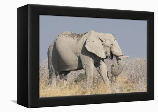 Elephant eats acacia bushes in Etosha National Park.-Brenda Tharp-Framed Premier Image Canvas