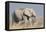 Elephant eats acacia bushes in Etosha National Park.-Brenda Tharp-Framed Premier Image Canvas