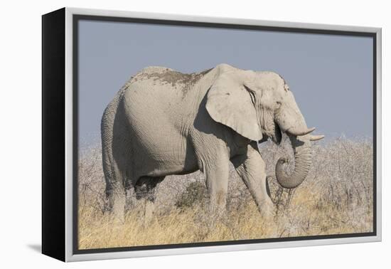 Elephant eats acacia bushes in Etosha National Park.-Brenda Tharp-Framed Premier Image Canvas