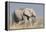 Elephant eats acacia bushes in Etosha National Park.-Brenda Tharp-Framed Premier Image Canvas