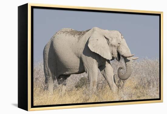 Elephant eats acacia bushes in Etosha National Park.-Brenda Tharp-Framed Premier Image Canvas