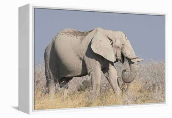 Elephant eats acacia bushes in Etosha National Park.-Brenda Tharp-Framed Premier Image Canvas