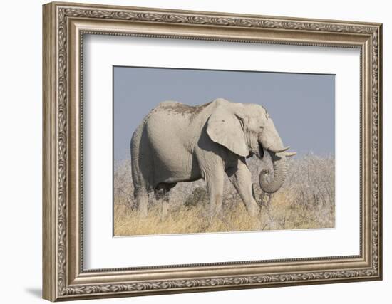 Elephant eats acacia bushes in Etosha National Park.-Brenda Tharp-Framed Photographic Print